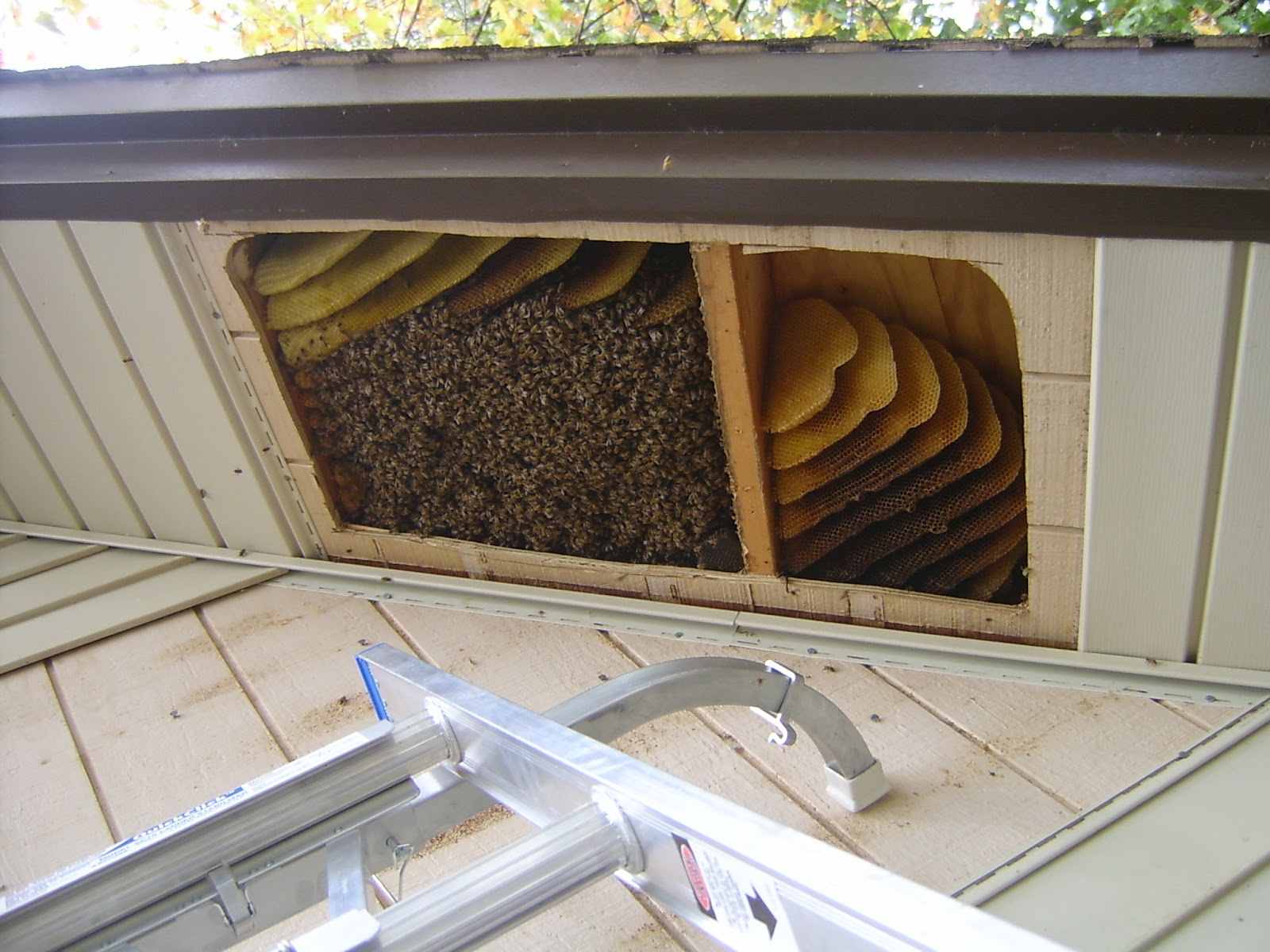 a cut-out section of eaves showing many combs and bees
