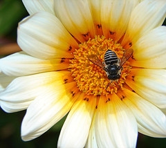 a honeybee gathering pollen at the center of a white flower
