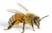 sideview of a honeybee standing on a nondescript white background