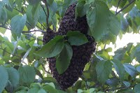 a swarm of bees hanging amidst green leaves on a tree branch. The swarm is bees clinging to each other to form a blob roughly the size and shape of a football